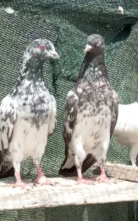 کبوتر بلندپرواز پاکستانی