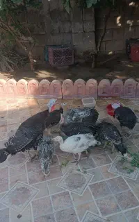 بوقله