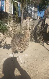 شترمرغ سه ماهه