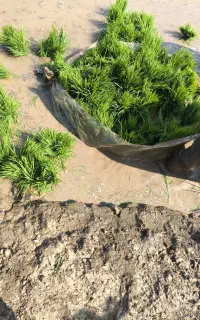شالی تیم ندا