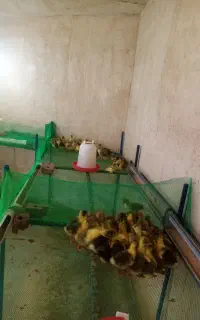 جوجه غاز چهار روزه