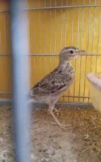 جوجه سهره خاکی