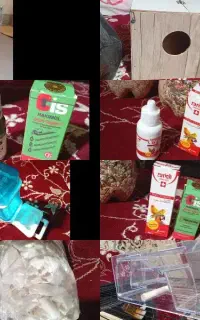 فروش تجهیزات عروس هلندی،کوتوله،مرغ عشق