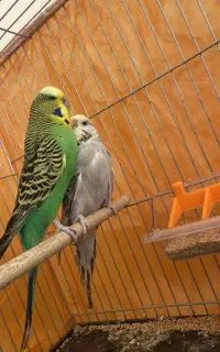 مرغ عشق انگلیسی