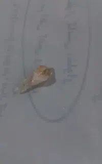 دوعدد راف قیمتی