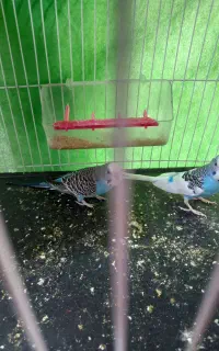 دوجفت مرغ عشق