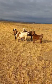 ۴عددبز