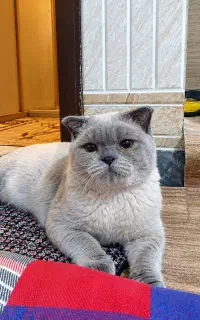 واگذاری گربه