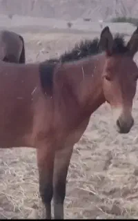 قاطر ۲نیم سال