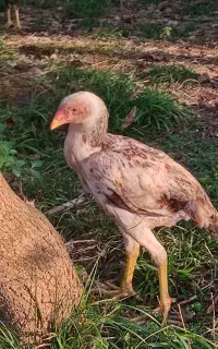 جوجه لاری