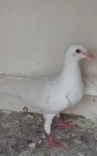 دورگ کبوتر سفید