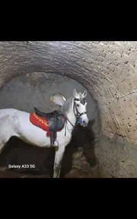 اسب مادیون کرد