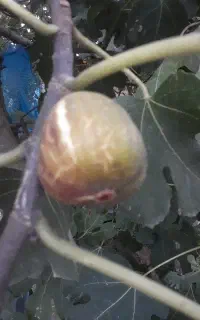 انجیر سه وقت