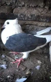 کفتره پشت سیاه  تخم میزارن