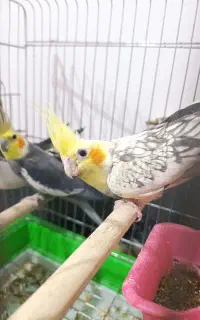 عروس هلندی مولد