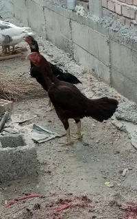 فروش مرغ خروس