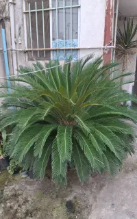 گل سیکاس