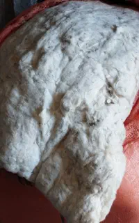 پنبه محلی