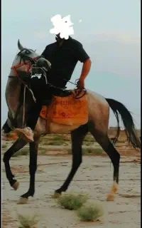 اسب نریون قدم
