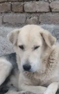 سگ پژدر