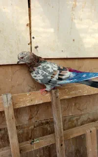 کفتر