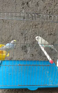 پرنده