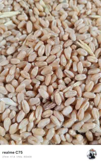 گندم آبی بالای چهل تن