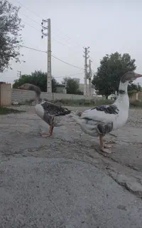 غاز نر
