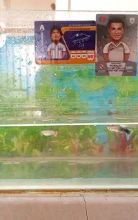 اکواریوم
