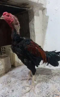 لاری