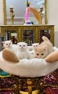 فروش بچه گربه اسکاتیش بریتیش