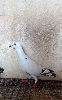 کبوتر پرشی