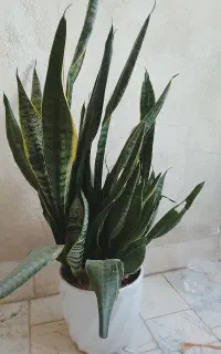گل سانسور یا زیبا