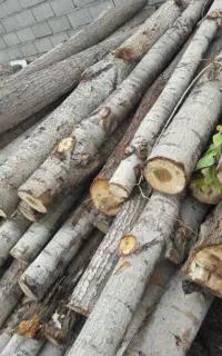چوب سفید سنوبر