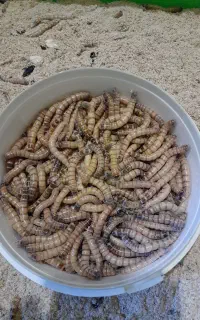 کرم سوپرورم زنده