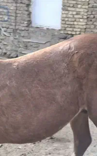 نریان سه ساله