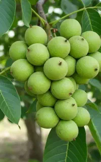 نهال زرشک پسته بادام گردوگیلاس گلابی آرش