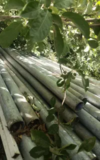 لوله گالوانیزه