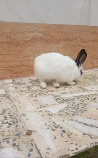 یک نر بالغ رضوانشهر
