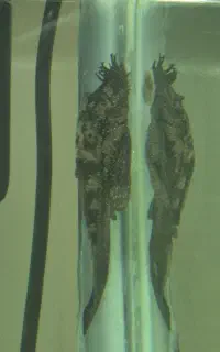 کت پوزه بوته الان ۵۹ جفت