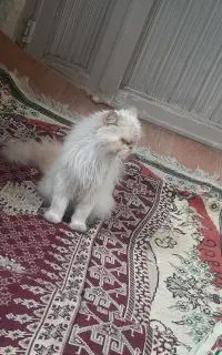 گربه پرشین ماده