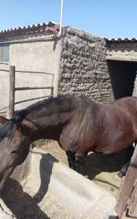 اسب ۸ ساله سنگین وزن