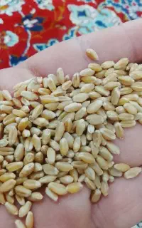 خرید گندم در محل شما