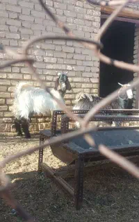کهره‌نر‌بومی