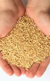 گندم کیلویی ۶۵