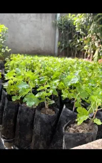 پیشفروش نهال کیسه ای لیبل دار