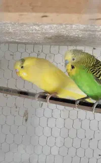 عروس هلندی