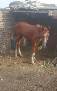 اسب عربی ۶ماهه.