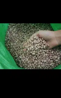 لوبیا چیتی خارجی