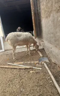 باسلام فروش میش لاکن به فروش می‌رسد